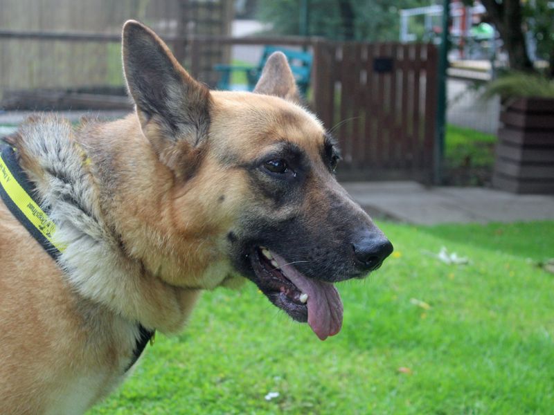 German Shepherd for adoption in Liverpool, Merseyside – 4 years old - Image 4 of 4