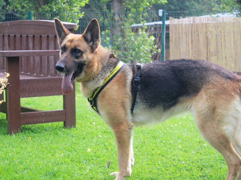 German Shepherd for adoption in Liverpool, Merseyside – 3 years old
