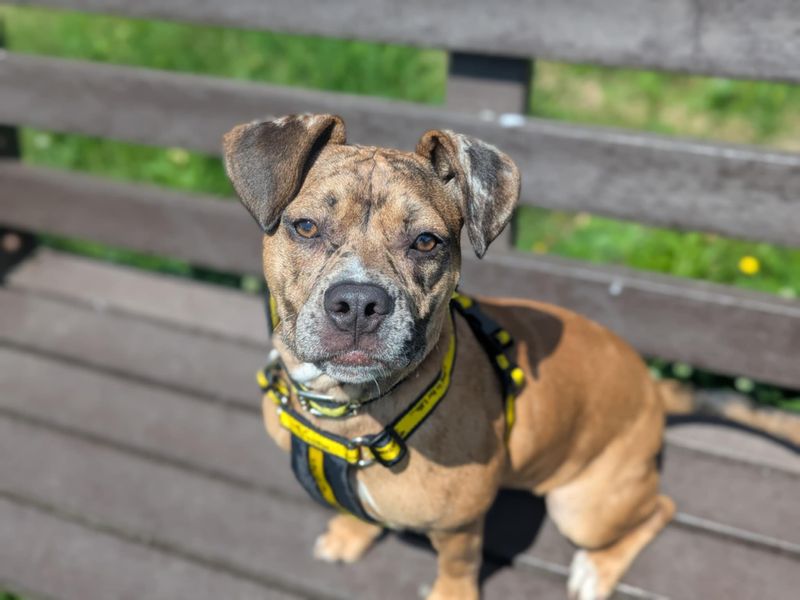 French Bulldog for adoption in Mid Glamorgan, Wales – 8 months old - Image 3 of 5