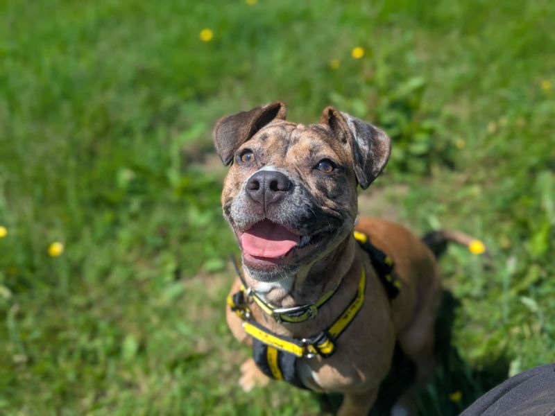 Nora | Lurcher Cross | Bridgend (Wales) - 1