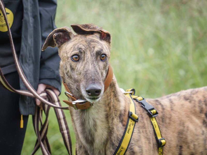 Dobby for sale in Wymeswold, Leicestershire