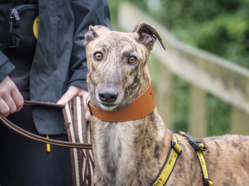 Dobby for sale in Wymeswold, Leicestershire | Image 2