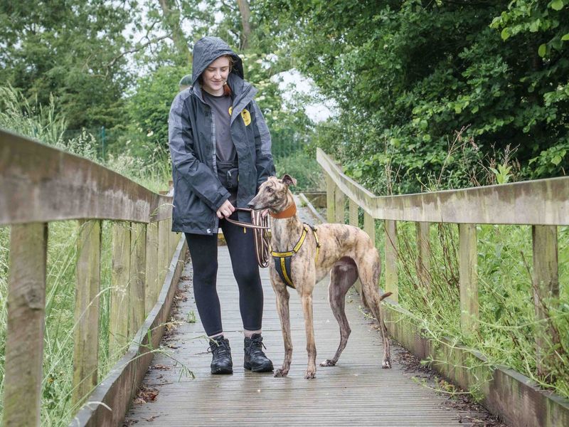 Dobby for sale in Wymeswold, Leicestershire | Image 3