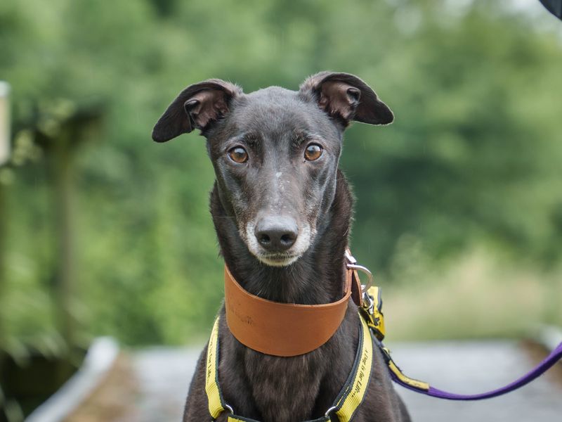Griff for sale in Wymeswold, Leicestershire