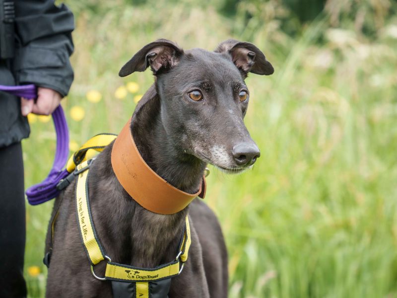 Greyhound for adoption in Wymeswold, Leicestershire – 5 years old - Image 3 of 3