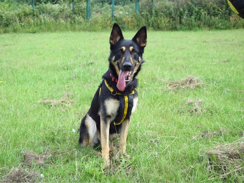 German Shepherd for adoption in Uxbridge, London – 2 years old - Image 2 of 2