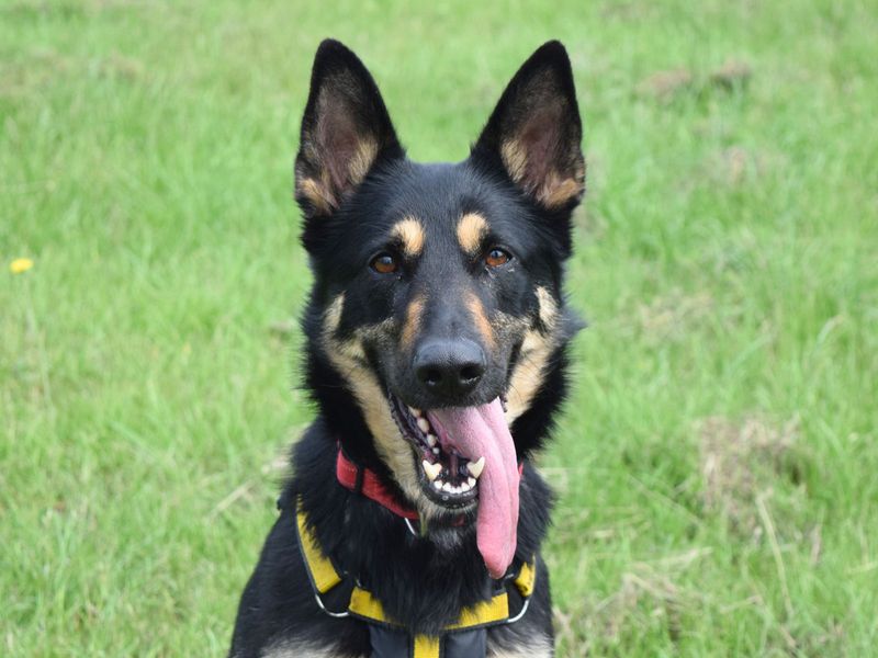 German Shepherd for adoption in Uxbridge, London – 2 years old