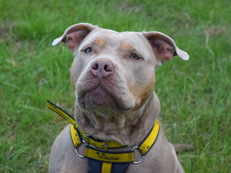 Staffordshire Bull Terrier for adoption in Uxbridge, London – 2 years old - Image 2 of 2