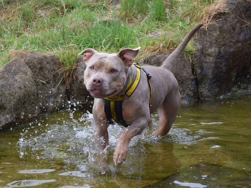 Jayda for sale in Uxbridge, London