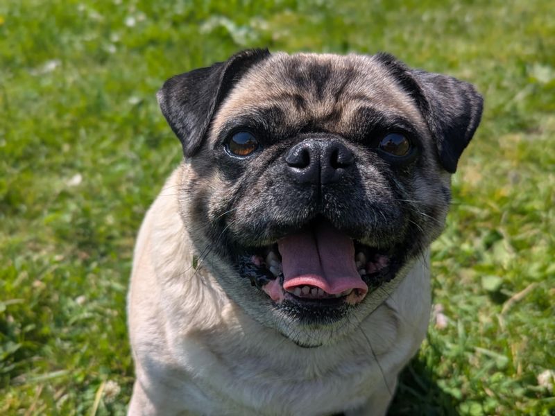 Pug for adoption in Mid Glamorgan, Wales – 8 years old