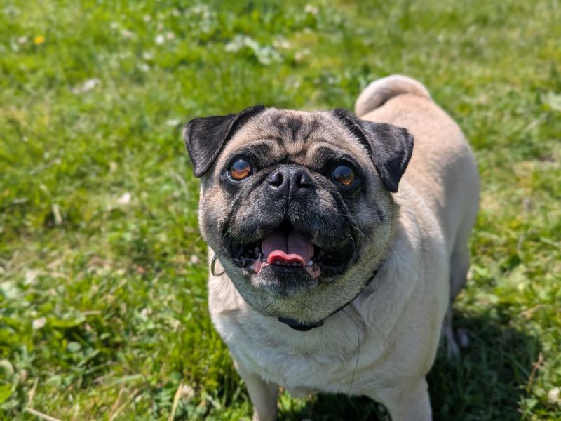 Pug for adoption in Mid Glamorgan, Wales – 8 years old - Image 3 of 3