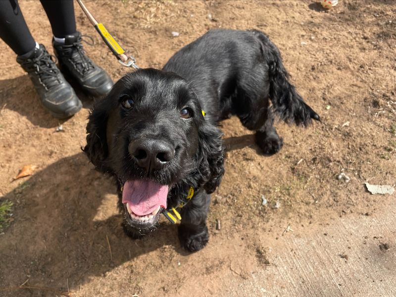 Cocker Spaniel for adoption in Wymeswold, Leicestershire – 3 years old - Image 2 of 2