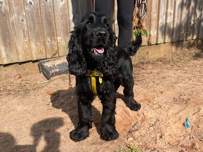 Nemo for sale in Wymeswold, Leicestershire