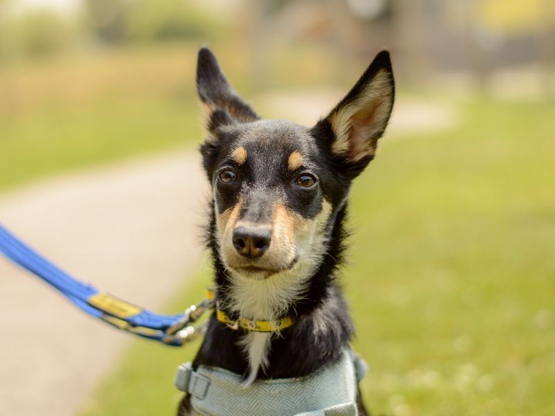 Binky | Crossbreed | Kenilworth (West Midlands) - 1