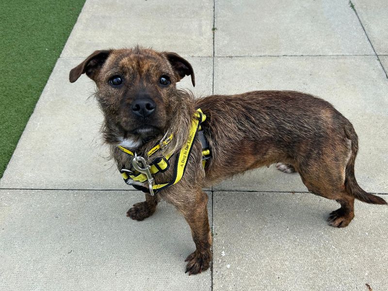 Martha | Terrier (Cairn) Cross | Snetterton (Norfolk) - 1
