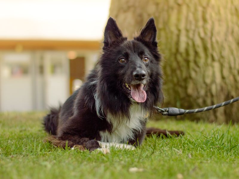 Border Collie for adoption in Kenilworth, Warks – 5 years old - Image 3 of 4