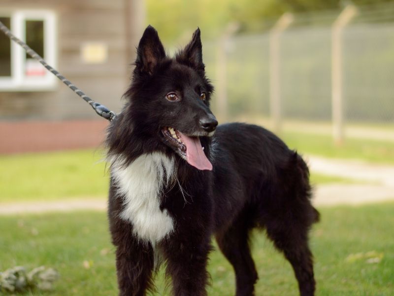 Border Collie for adoption in Kenilworth, Warks – 5 years old - Image 2 of 4
