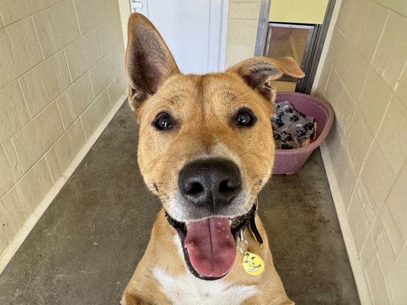 Tolsa | Crossbreed | Basildon (Essex) - 1