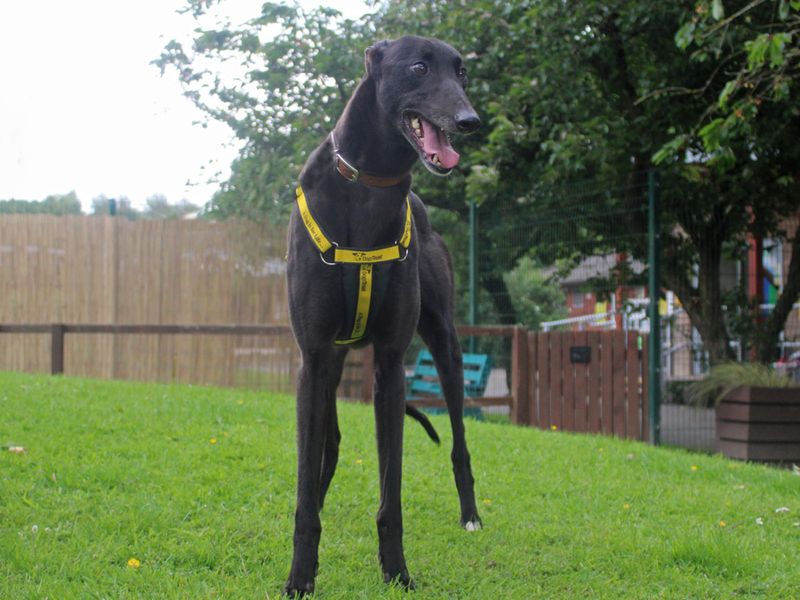 Greyhound for adoption in Liverpool, Merseyside – 3 years old - Image 2 of 2