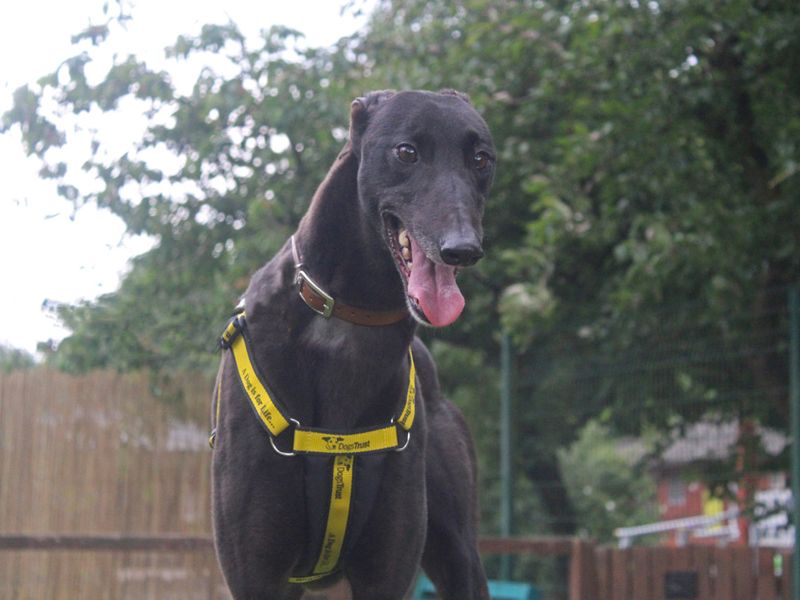 Josephine for sale in Liverpool, Merseyside