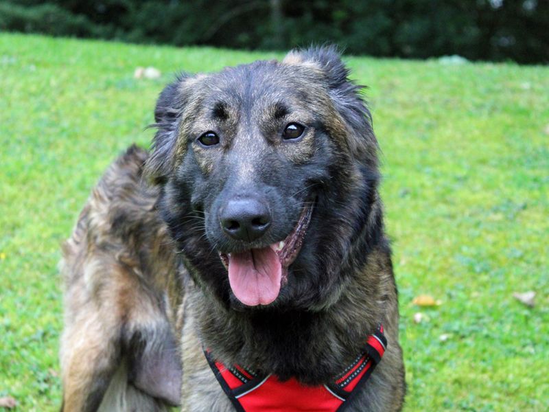 German Shepherd for adoption in Liverpool, Merseyside – 2 years old