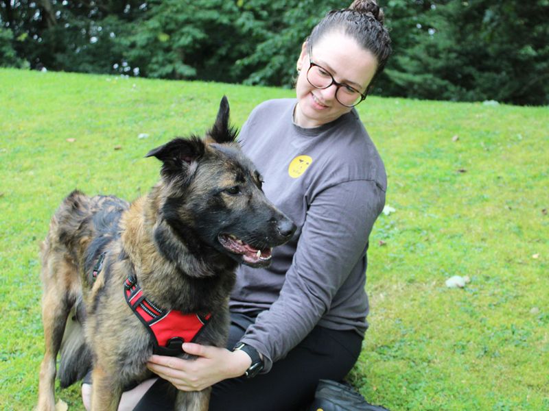 German Shepherd for adoption in Liverpool, Merseyside – 2 years old - Image 5 of 5