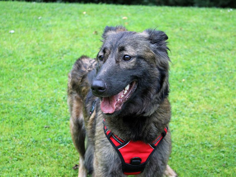 German Shepherd for adoption in Liverpool, Merseyside – 2 years old - Image 3 of 5