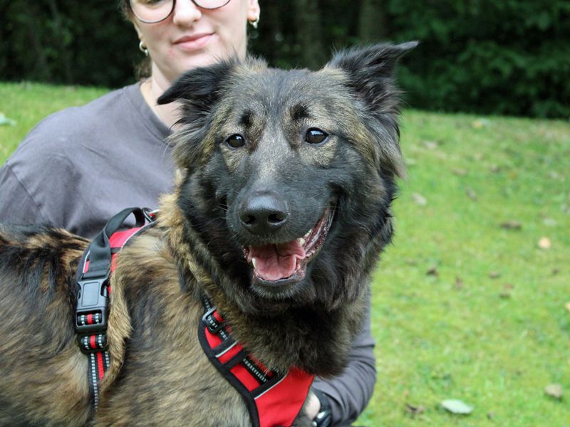 German Shepherd for adoption in Liverpool, Merseyside – 2 years old - Image 2 of 5