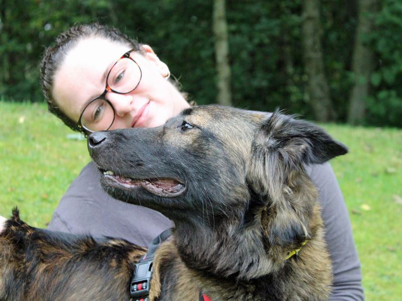 German Shepherd for adoption in Liverpool, Merseyside – 2 years old - Image 4 of 5