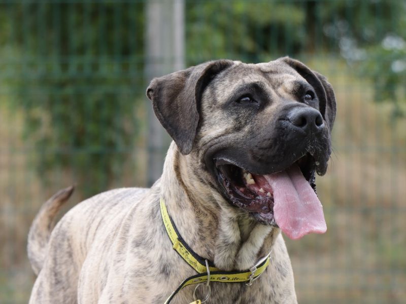 Mastiff for adoption in Evesham, Worcestershire – 2 years old - Image 2 of 2