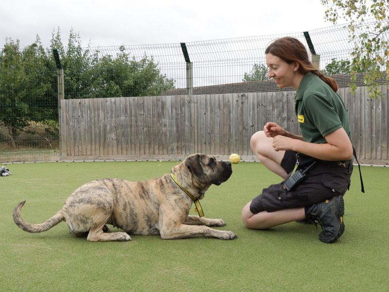 Mastiff for adoption in Evesham, Worcestershire – 2 years old