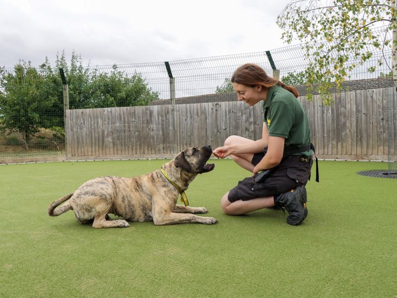 Kay | Mastiff | Evesham (Worcestershire) - 1