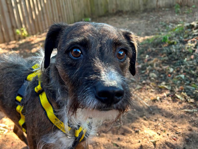 Boz | Terrier (Staffordshire Bull) Cross | Loughborough - 1