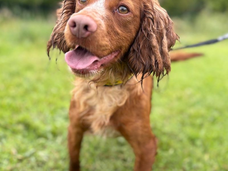Olive | Spaniel (Cocker) | Cumbria rehoming - 1