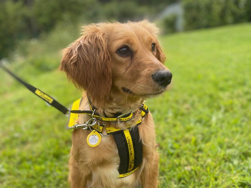 Cocker Spaniel for adoption in , – 3 years old - Image 2 of 2