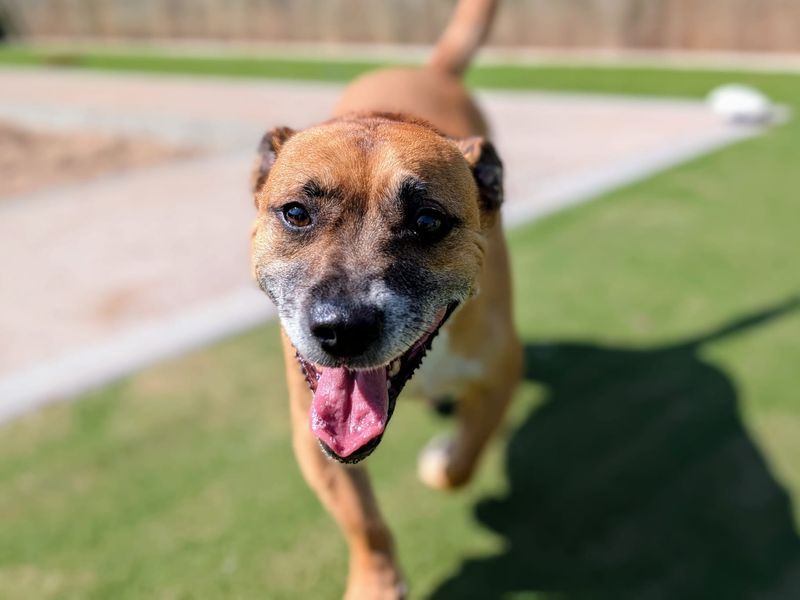 Staffordshire Bull Terrier for adoption in Cardiff, Glamorgan – 5 years old - Image 2 of 5