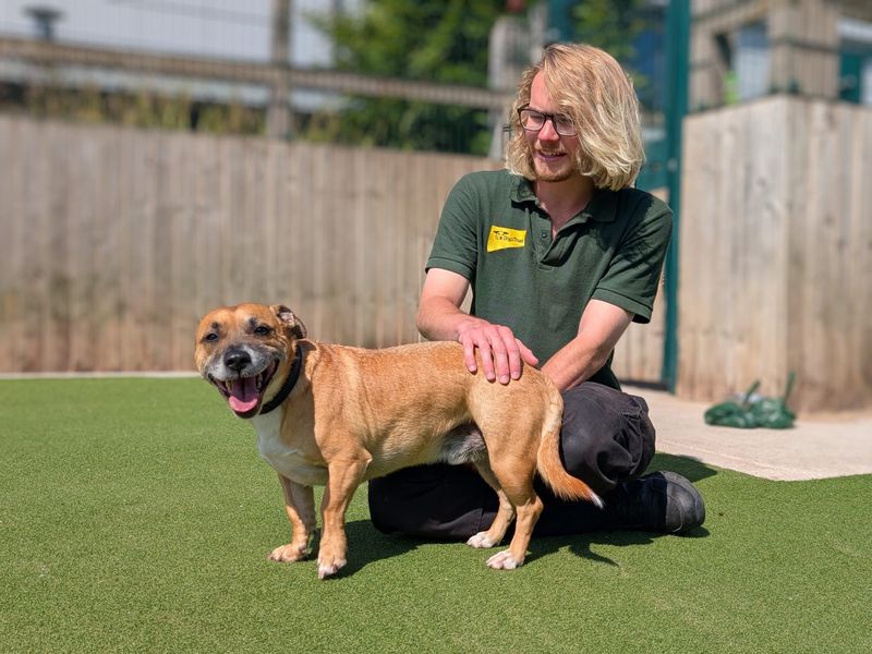 Staffordshire Bull Terrier for adoption in Cardiff, Glamorgan – 5 years old - Image 5 of 5