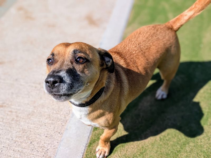 Staffordshire Bull Terrier for adoption in Cardiff, Glamorgan – 5 years old - Image 3 of 5