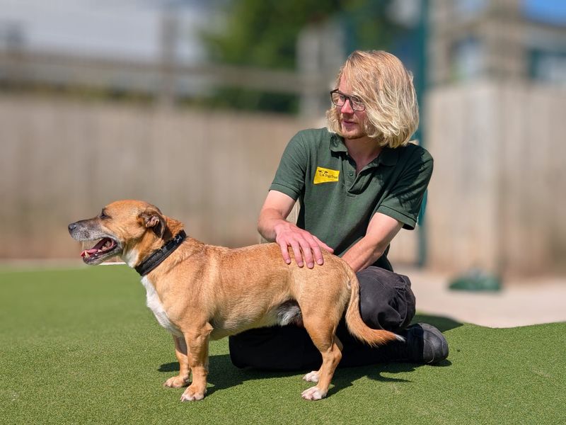 Staffordshire Bull Terrier for adoption in Cardiff, Glamorgan – 5 years old - Image 4 of 5