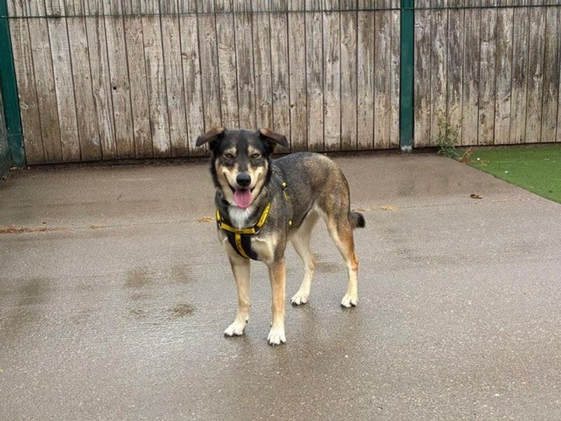 Siberian Husky for adoption in Wymeswold, Leicestershire – 1 year old - Image 2 of 2