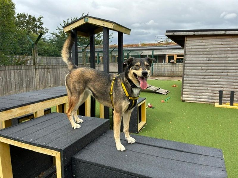 Siberian Husky for adoption in Wymeswold, Leicestershire – 1 year old
