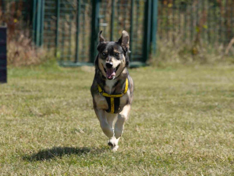 Chloe | Siberian Husky Cross | Loughborough - 1