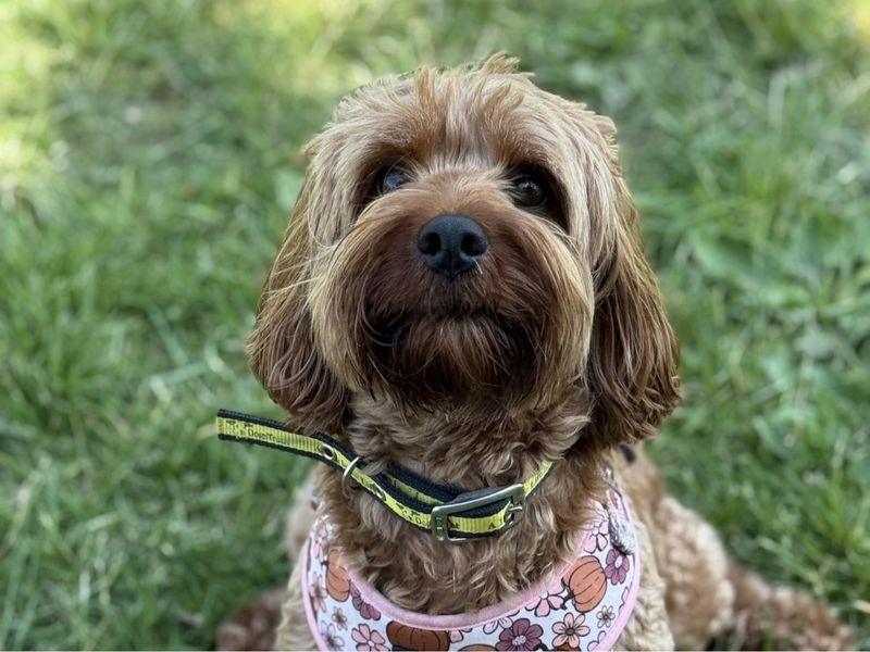 Poodle for adoption in Telford, Shropshire – 4 years old - Image 3 of 3