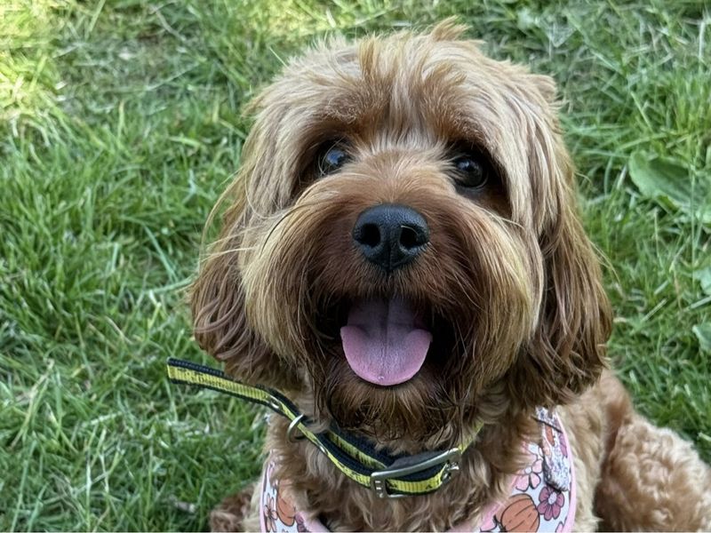 Poodle for adoption in Telford, Shropshire – 4 years old