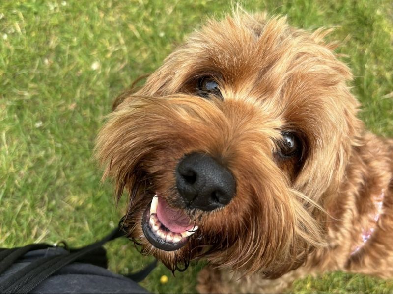 Poodle for adoption in Telford, Shropshire – 4 years old - Image 2 of 3
