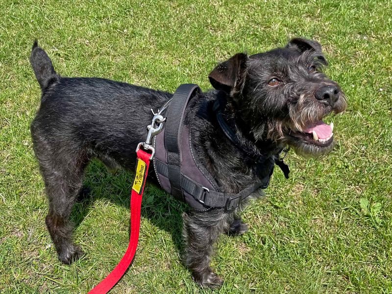 Dexter | Terrier (Patterdale) | Shoreham (Sussex) - 1