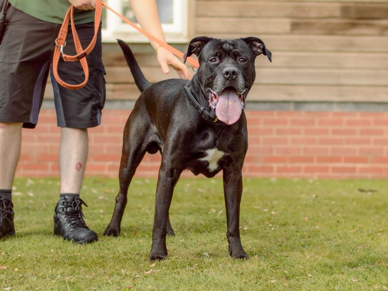 undefined | Rottweiler Cross | undefined - 6