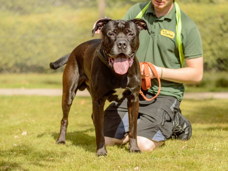 Rottweiler for adoption in Kenilworth, Warks – 5 years old