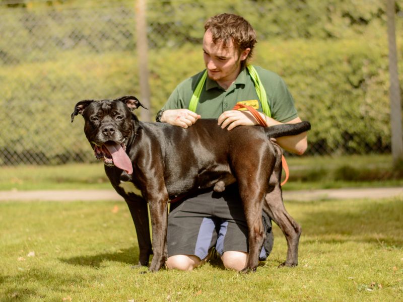 Rottweiler for adoption in Kenilworth, Warks – 5 years old - Image 4 of 6