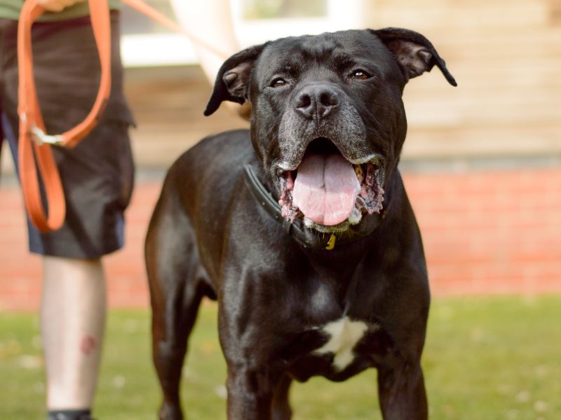 Rottweiler for adoption in Kenilworth, Warks – 5 years old - Image 6 of 6